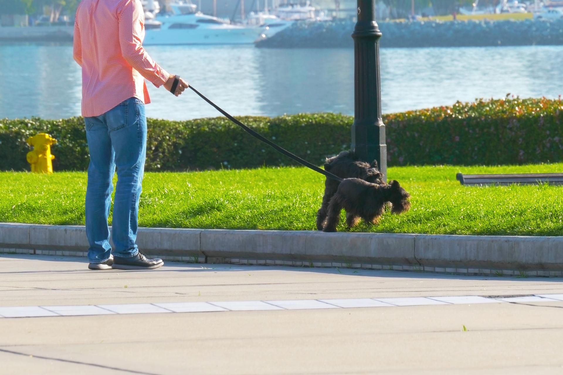 Man is walking with dogs. Dogs pee on a lamppost