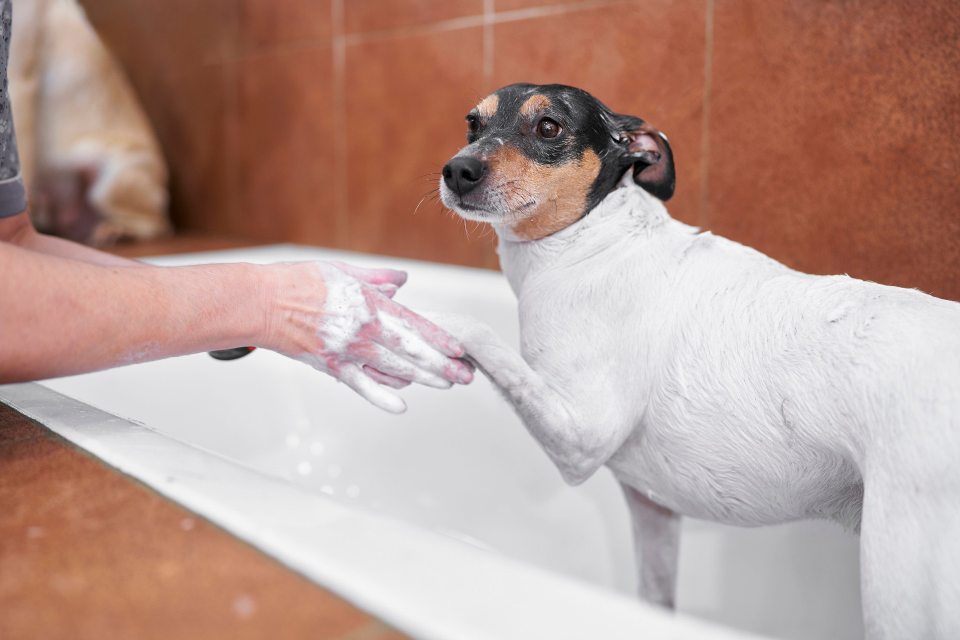 Authentic Spanish winery dog from Jerez full of gel while the veterinarian washes him at the veterinary clinic