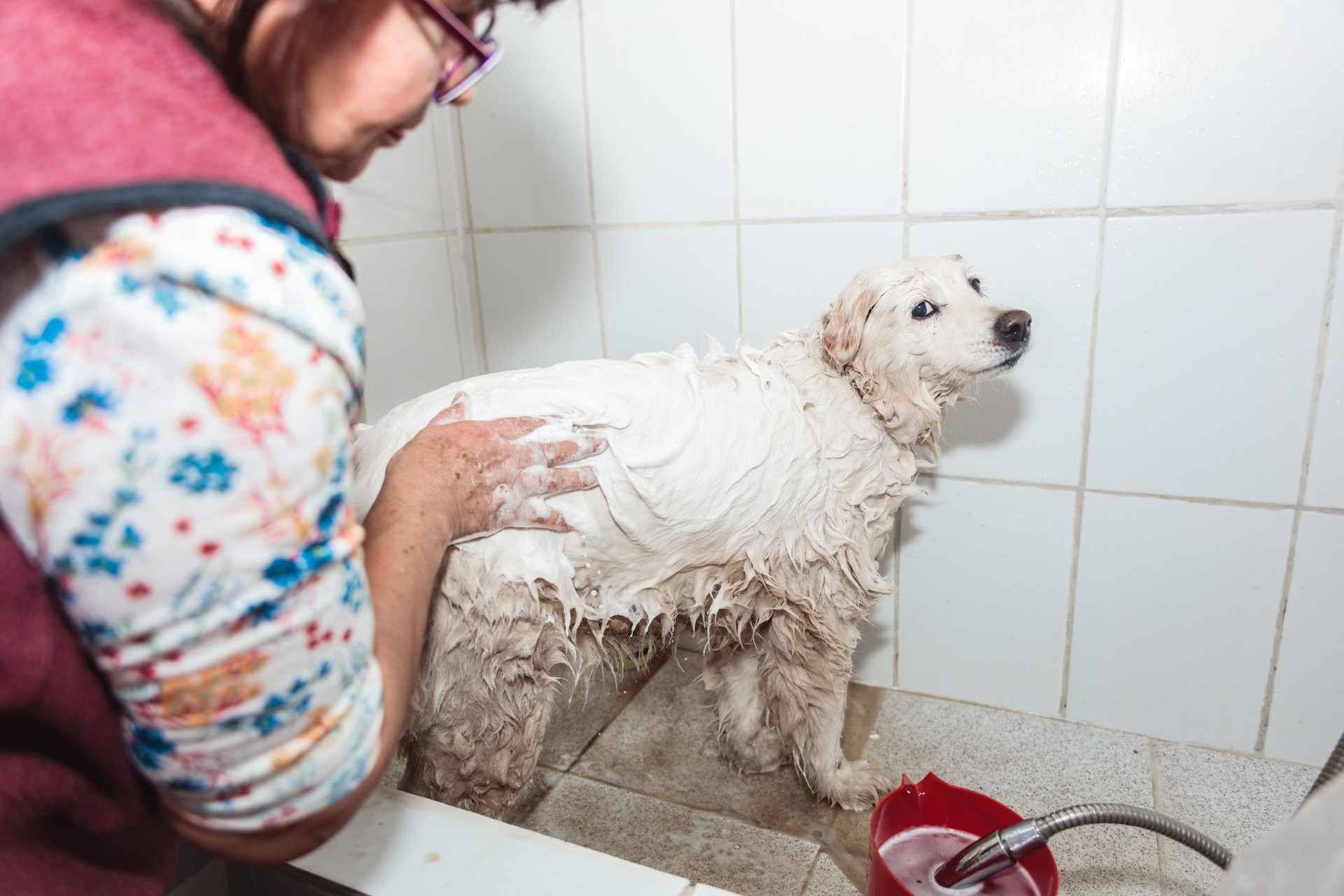 Shower Time Becomes Playtime: Unrecognizable Person and Irresistible White Puppy Dog