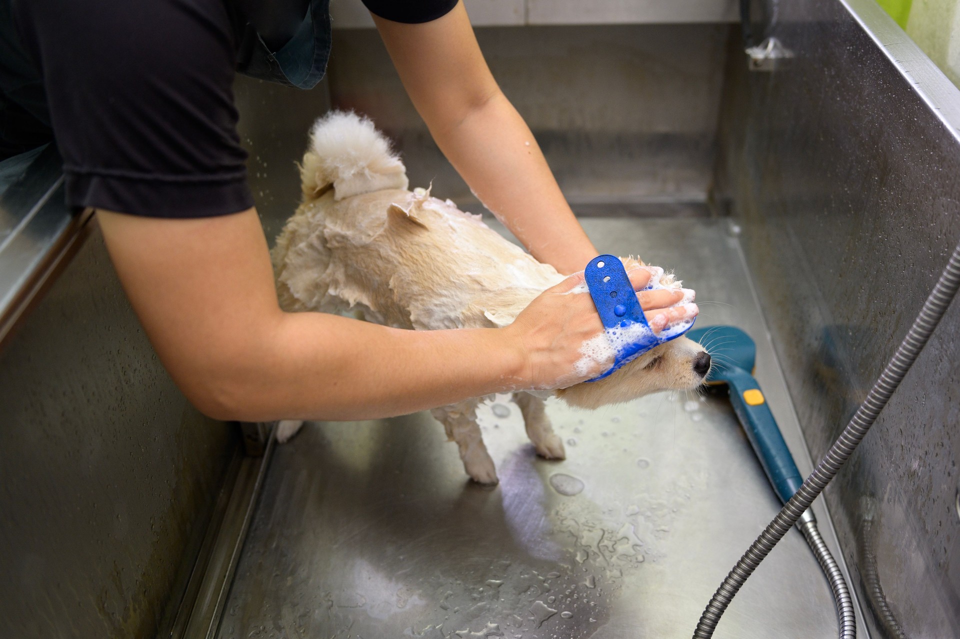 Female professional groomer bathing dog at pet spa grooming salon