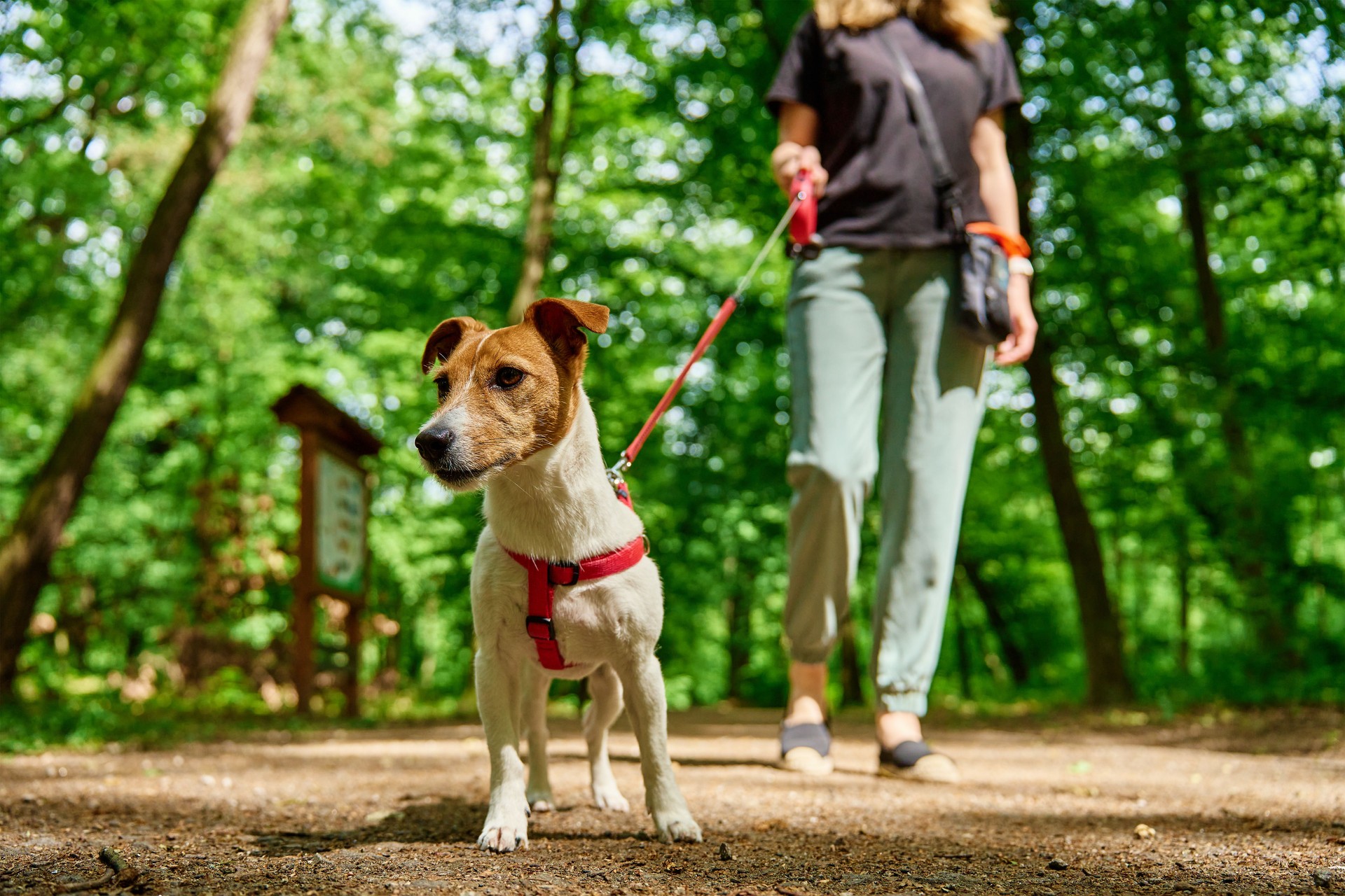 Woman Walking Dog in Park