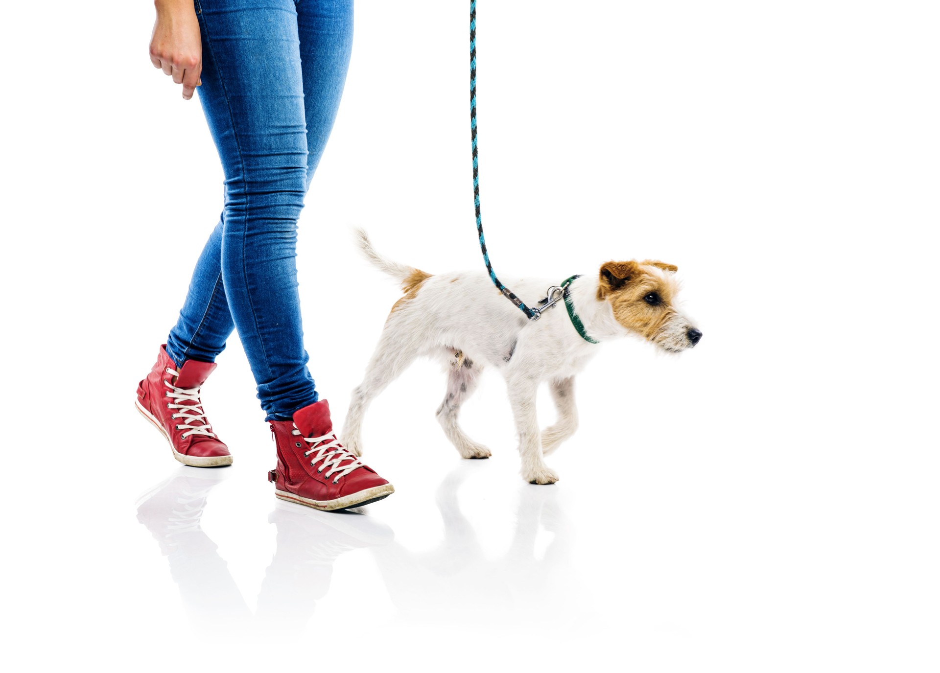 Cute dog on lead on walk with his owner