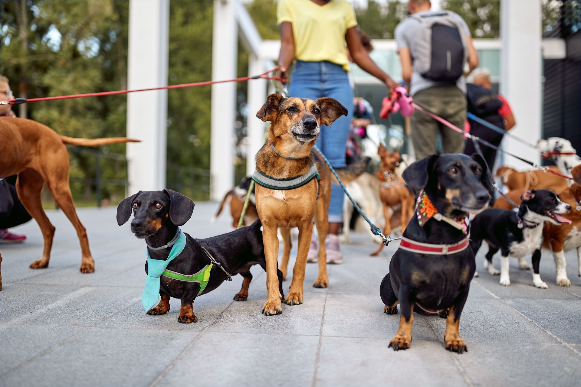 dogs walking outdoors and enjoying with dog walker